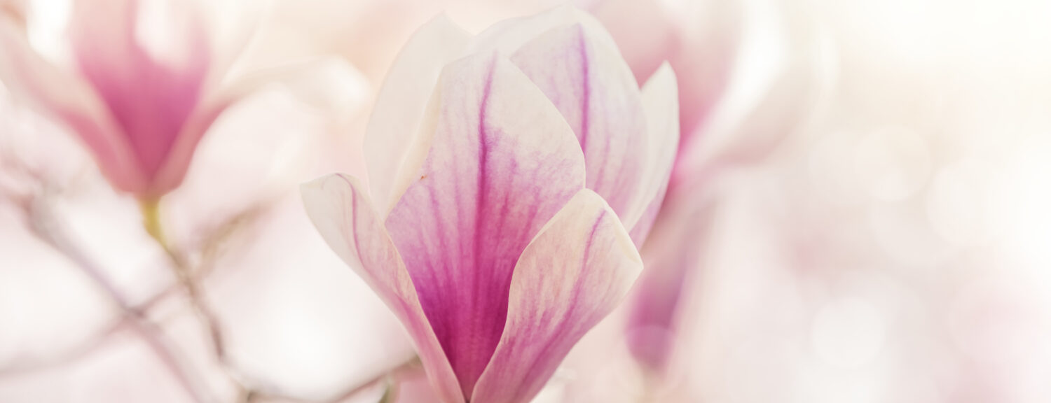 Pink magnolia blossom against the light
